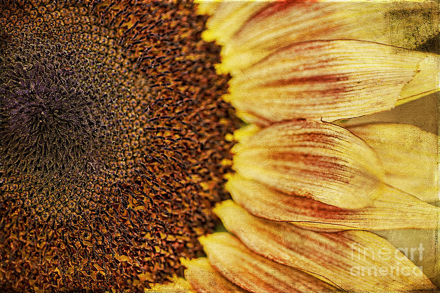 Sunflower Photograph by Darren Fisher