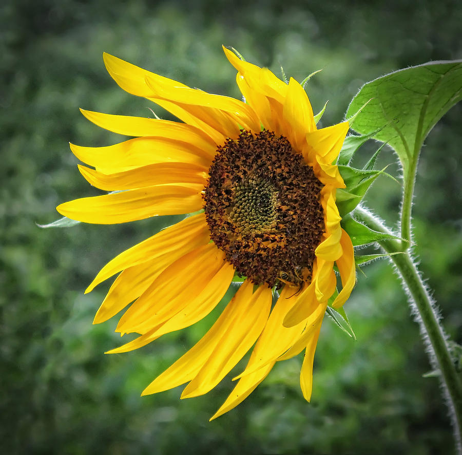 Sunflower Photograph by Dave Mills