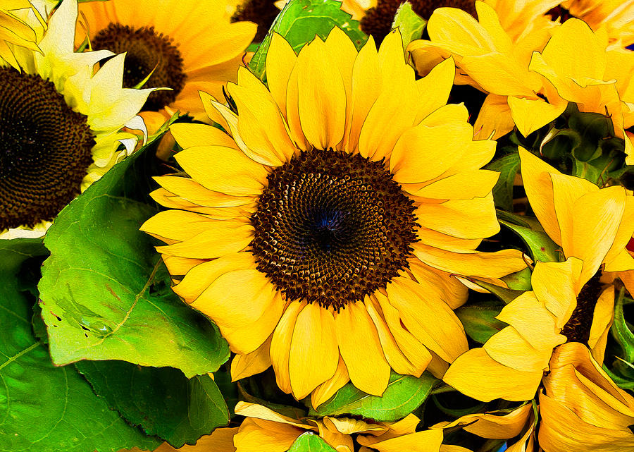 Sunflower Photograph by David Kay