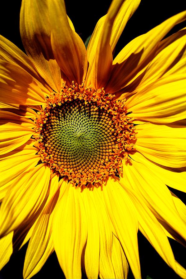 Sunflower Photograph by David Matthews