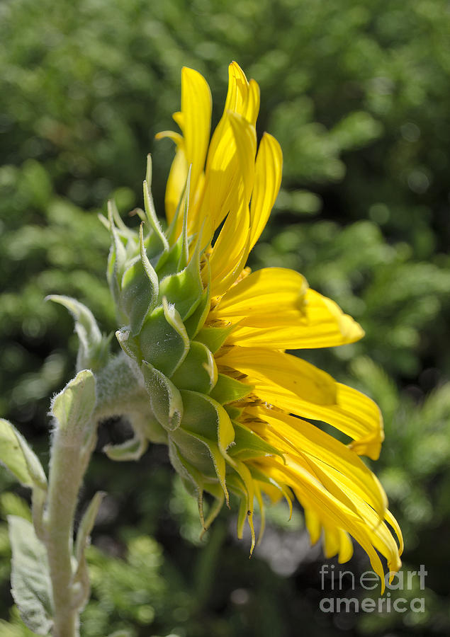 Agriculture Photograph - Sunflower by Debra Johnson Agriculture Photograph - Sunflower by Debra Johnson