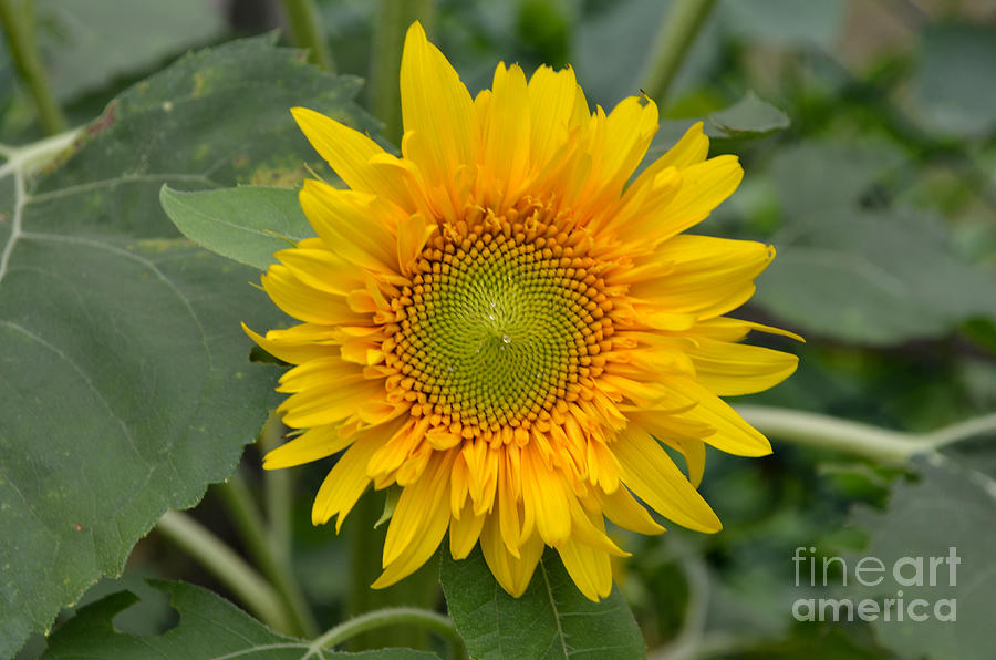Sunflower Photograph - Sunflower by DejaVu Designs