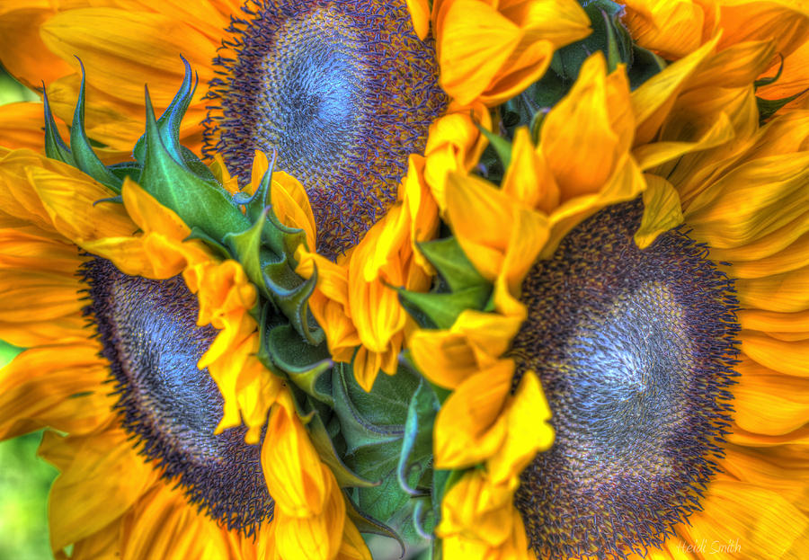 Sunflower Delight Photograph by Heidi Smith