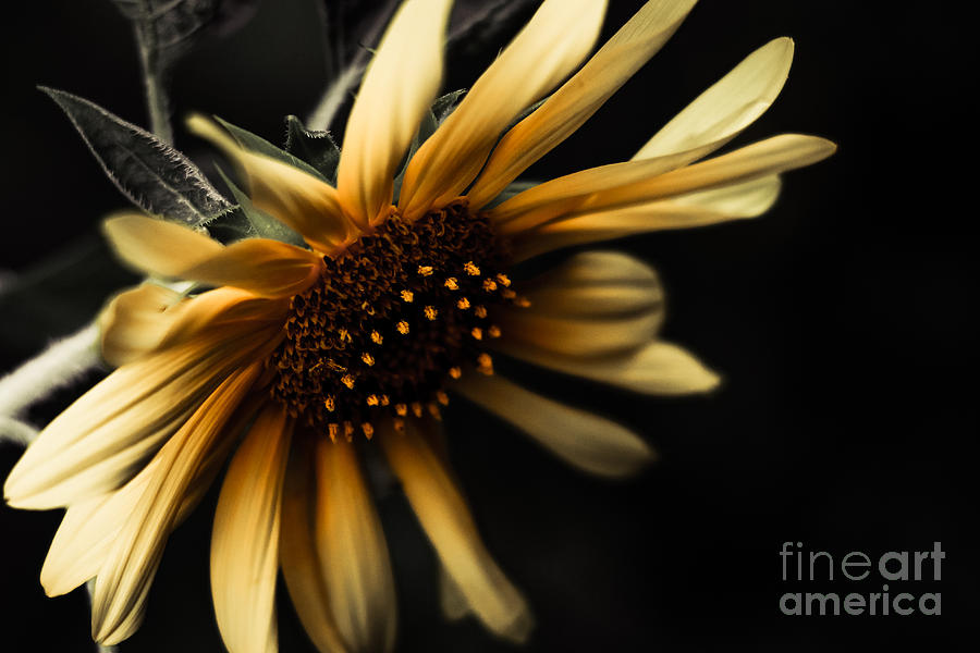 Sunflower Photograph - Sunflower Delight by Matthew Trudeau