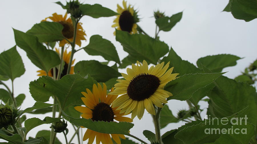 Up Movie Photograph - Sunflower Delight... by Rob Luzier