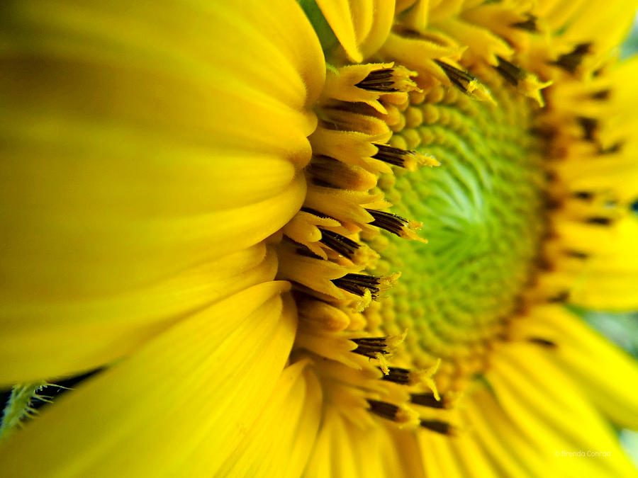 Sunflower Photograph - Sunflower Detail by Dark Whimsy