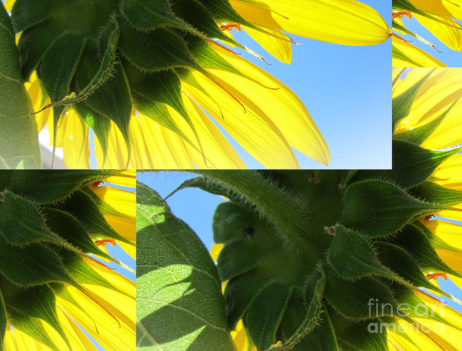 Sunflower Details Photograph
