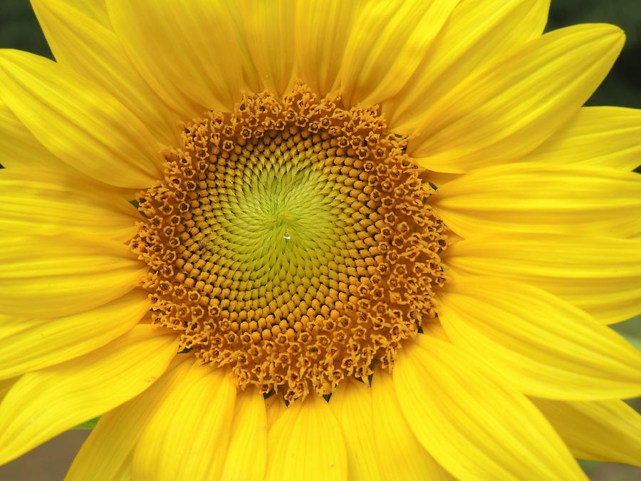 Sunflower Photograph - Sunflower by Diane Storer