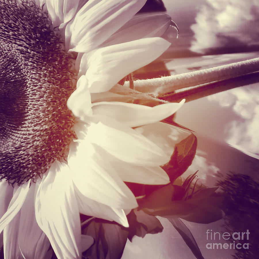 Sunflower Photograph - Sunflower Digital Art by Charlie Cliques