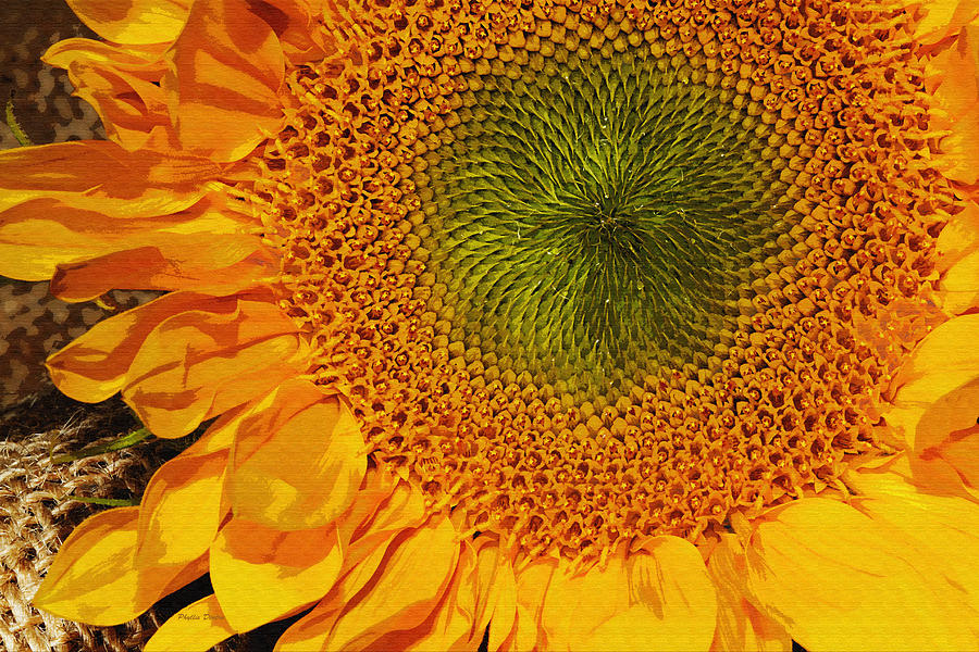 Sunflower Digital Painting Photograph by Phyllis Denton