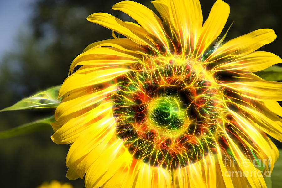Sunflower Digital Photograph by Timothy Hacker