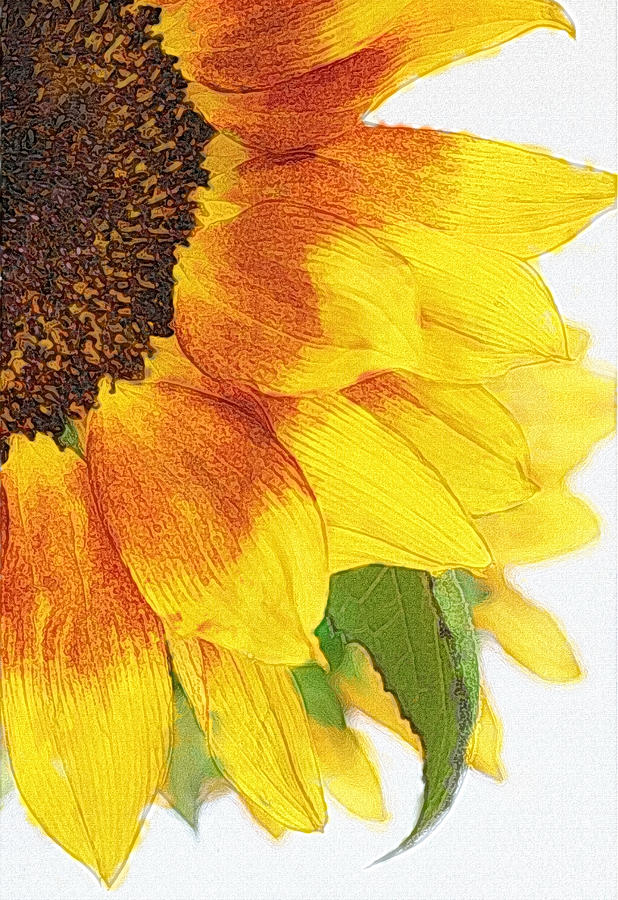 Sunflower Digitized Photograph by David and Carol Kelly
