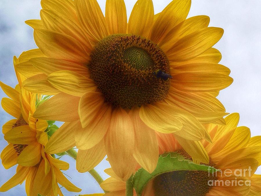 Sunflower Dither  Photograph by Susan Garren