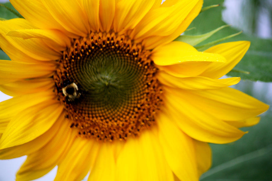 Sunflower Photograph - Sunflower by Donna Walsh
