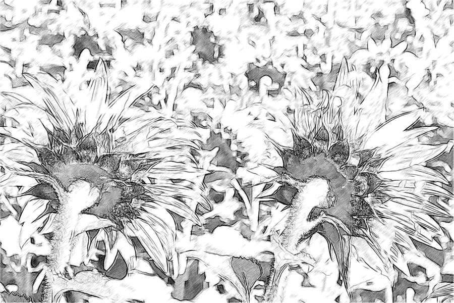 Sunflower Drawing Photograph by Alice Gipson
