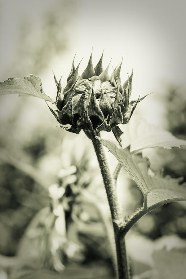 Sunflower - Dreamers Garden Series Photograph by Marco Oliveira