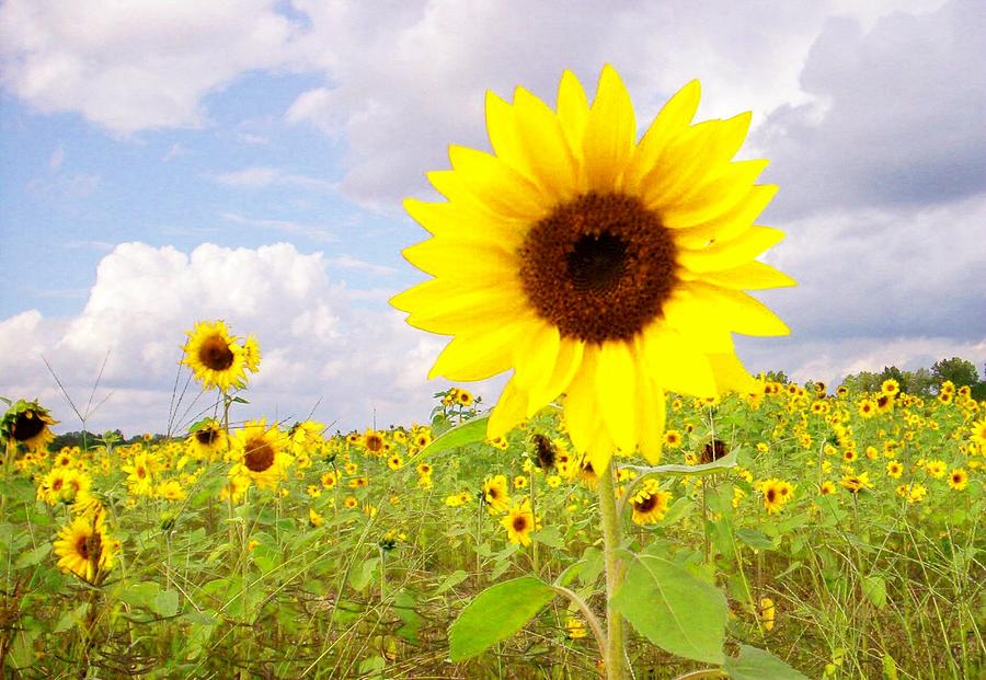 Sunflower Dreams: A Kansas Campground Where the Sun Always Shines