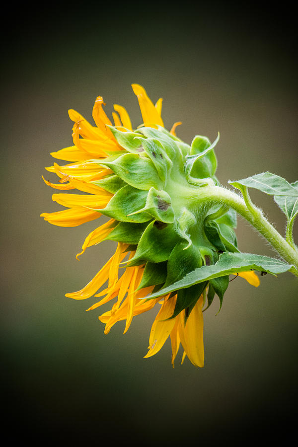 Sunflower Dreams Photograph by Parker Cunningham