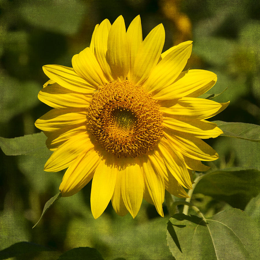 Sunflower Photograph - Sunflower DSC07137 by Greg Kluempers
