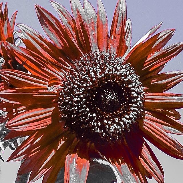 Flower Photograph - #sunflower #edit #flowers #macro by Jim Neeley