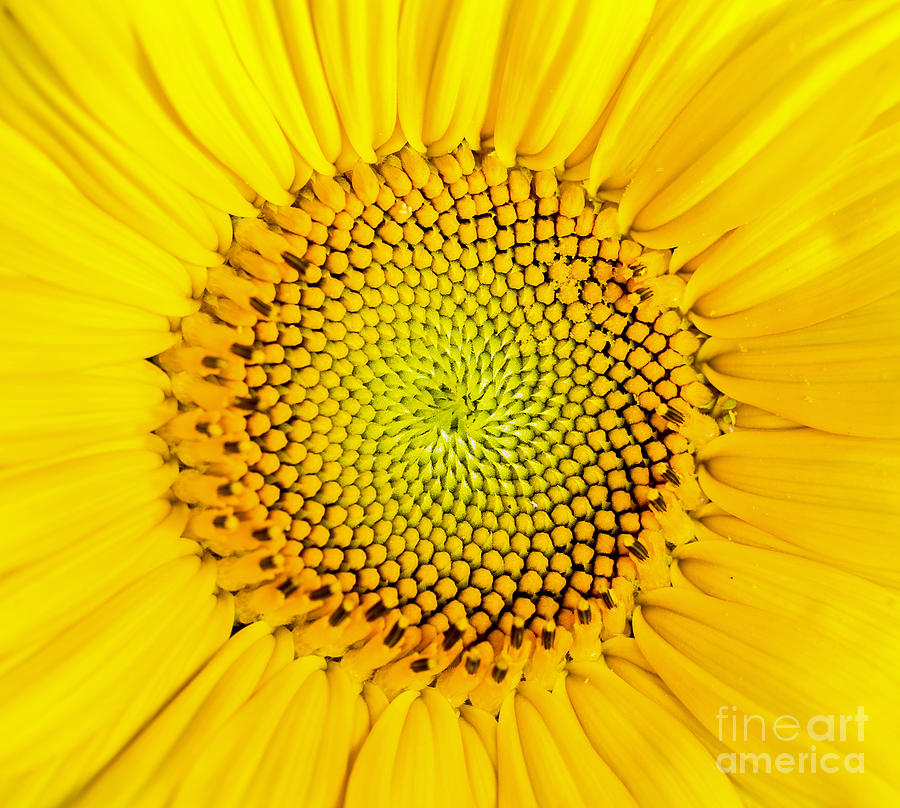 Sunflower Photograph - Sunflower  by Edward Fielding