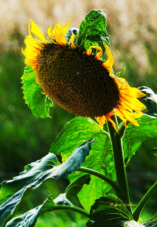 Sunflower  Photograph by Ed Peterson