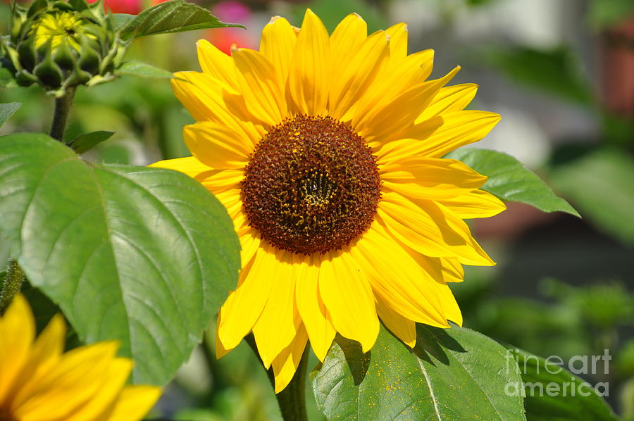 Summer Sunflower Photograph by Elaine Manley