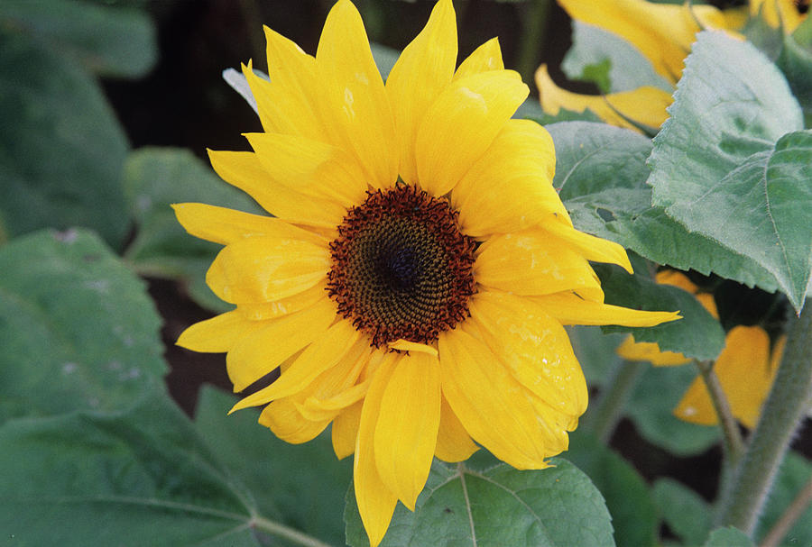 Sunflower 'elite Sun' Photograph by A C Seinet/science Photo Library ...