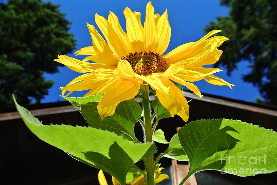 Sunflower Energy Photograph by Sharron Cuthbertson