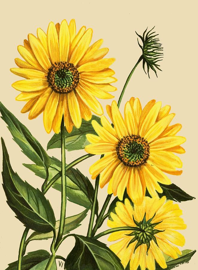 Simple Sunflower Sketch Drawing for Adult