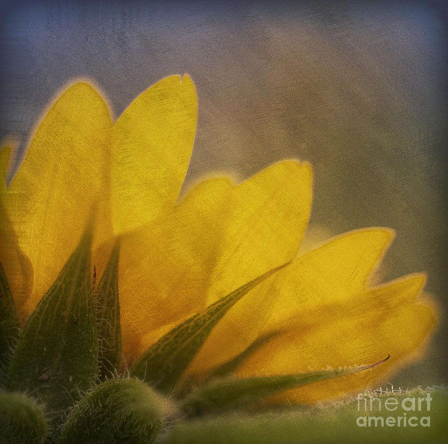 Sunflower Photograph - Sunflower Evening by John Remy