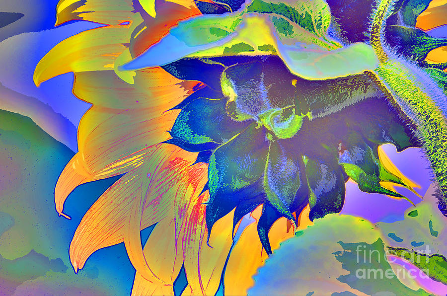 Sunflower explosion Digital Art by Elaine Berger