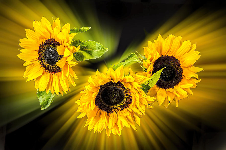 Sunflower Explosion Photograph By Thanet Photos - Fine Art America