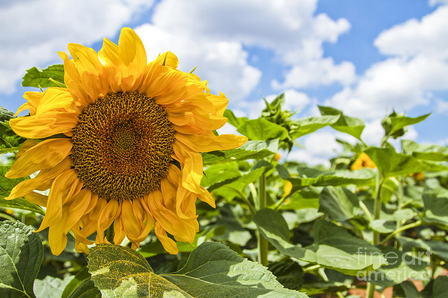 Sunflower Photograph by Eyal Bartov