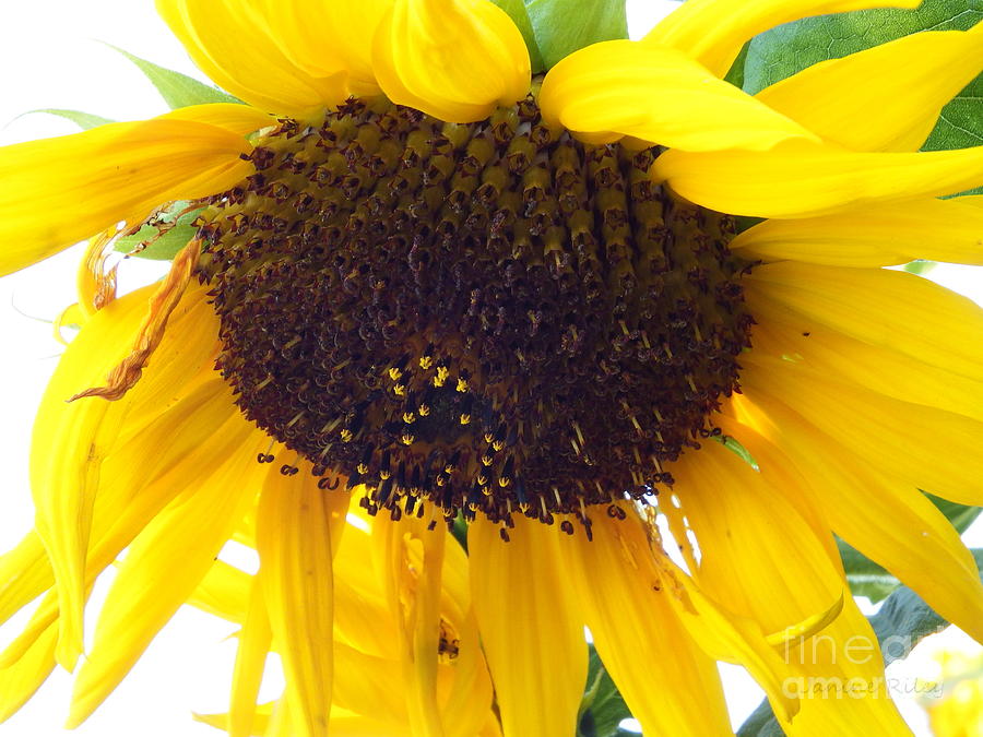 Sunflower - Falling for you Photograph by Janine Riley