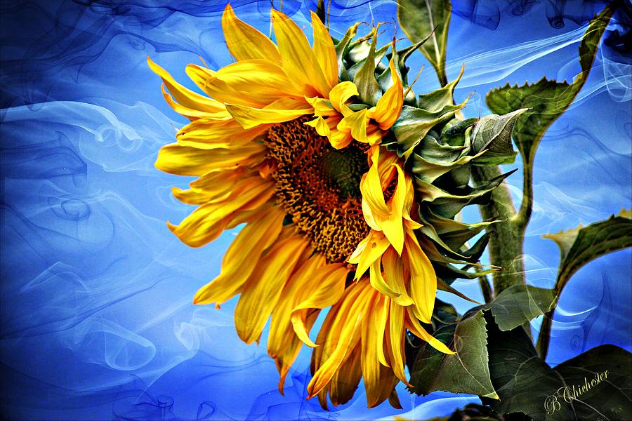 Sunflower Fantasy Photograph by Barbara Chichester