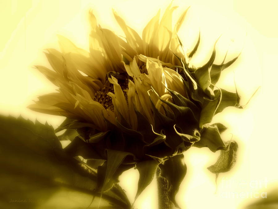Sunflower Photograph - Sunflower - Fare thee well by Janine Riley
