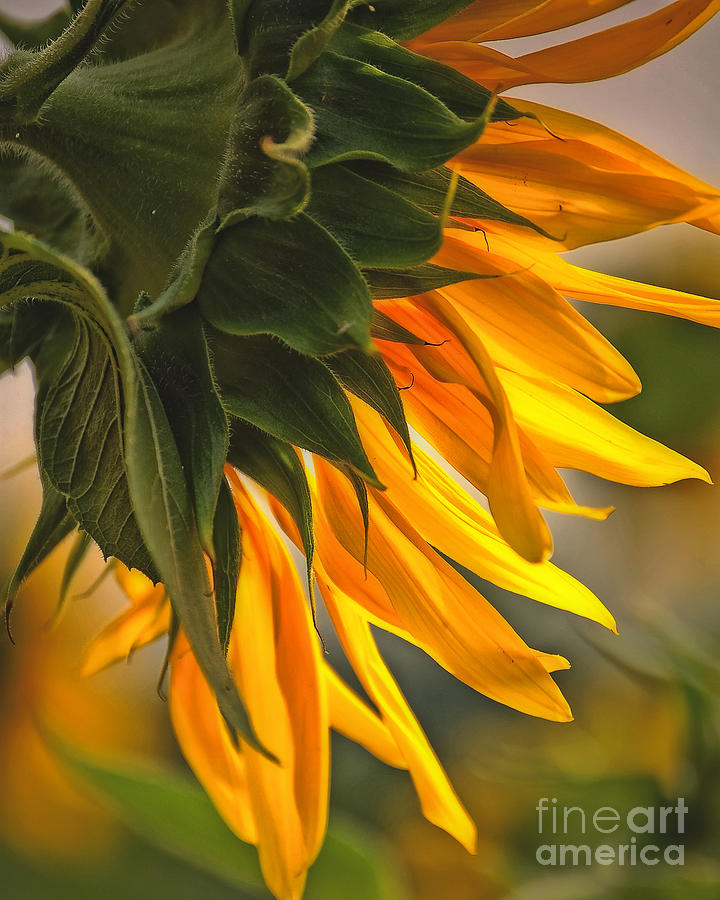Sunflower Farm 1 Photograph by Kathleen K Parker
