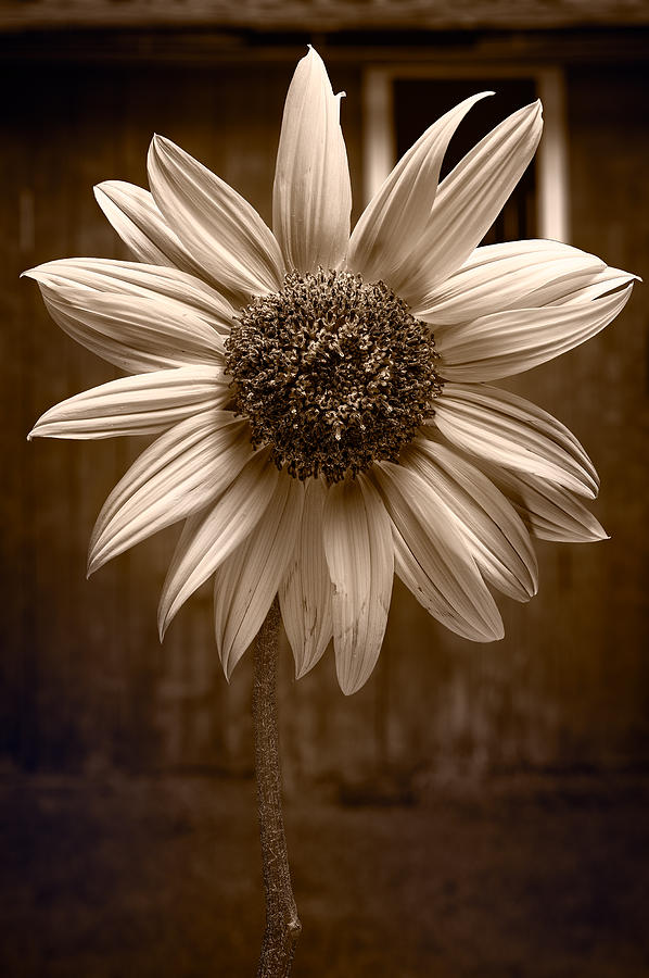 Sunflower Photograph - Sunflower Farm B W by Steve Gadomski