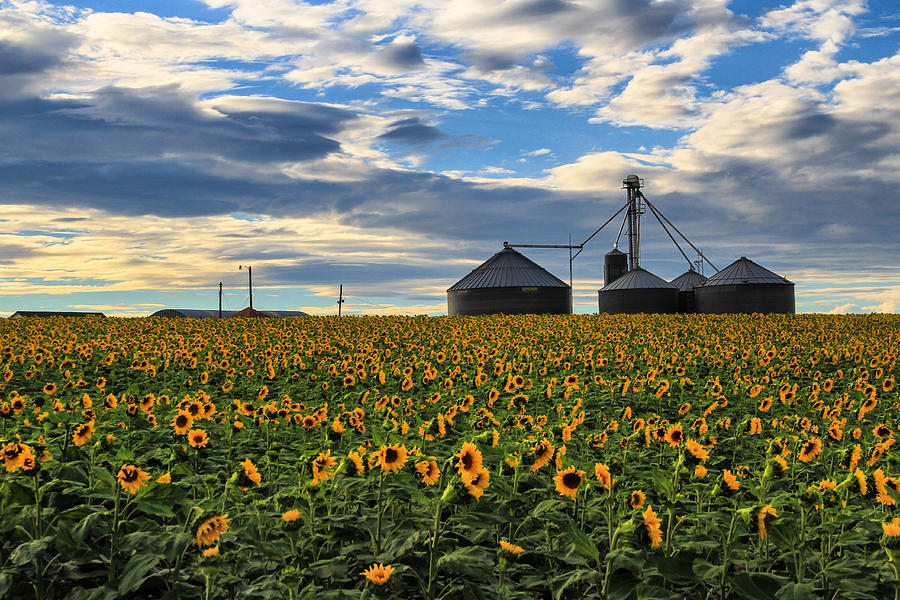 Sunflower Farm Photograph by Juli Ellen