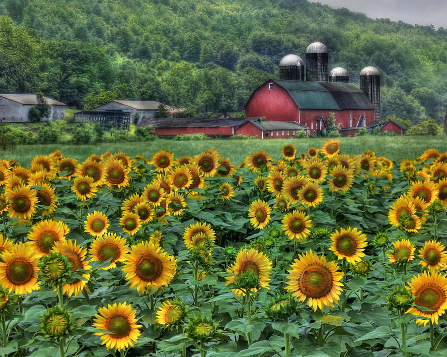 Sunflower Farm Photograph by Lori Deiter