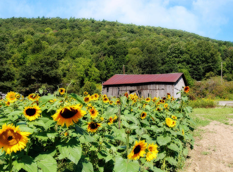 Sunflower Farm Photograph by Trina  Ansel