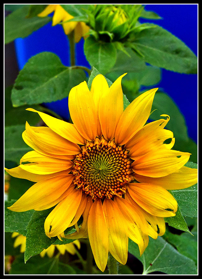 Sunflower Photograph by Farol Tomson