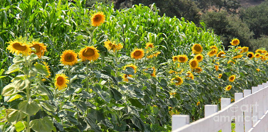 Sunflower Fence Photograph by Suzanne Oesterling
