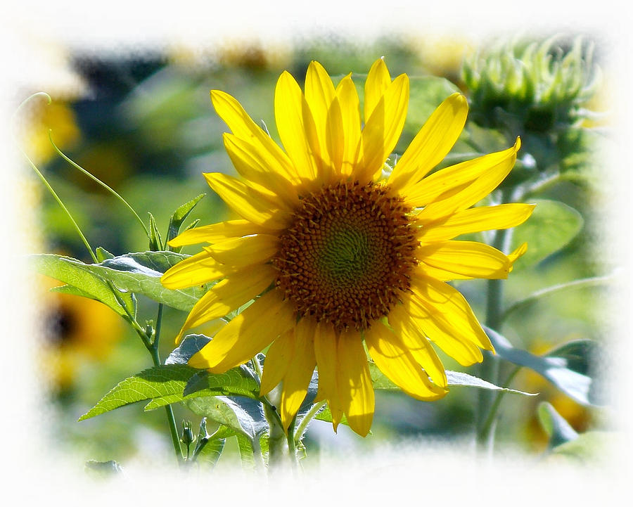 Sunflower Field 1 Photograph by Sheri McLeroy