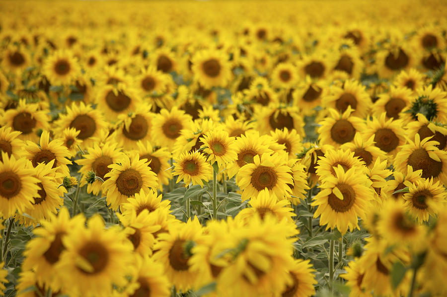 Sunflower field - 2 Photograph by Naphtalina
