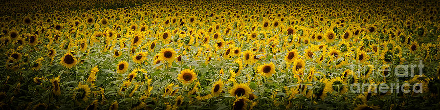 Flower Photograph - Sunflower Field by Adrienne Jeanne