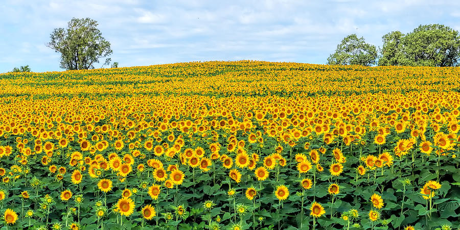 Sunflower Field Photograph by Alan Hutchins