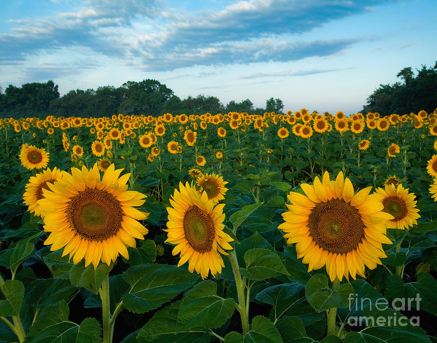 Sunflower field at sunrise Photograph by Jack Nevitt
