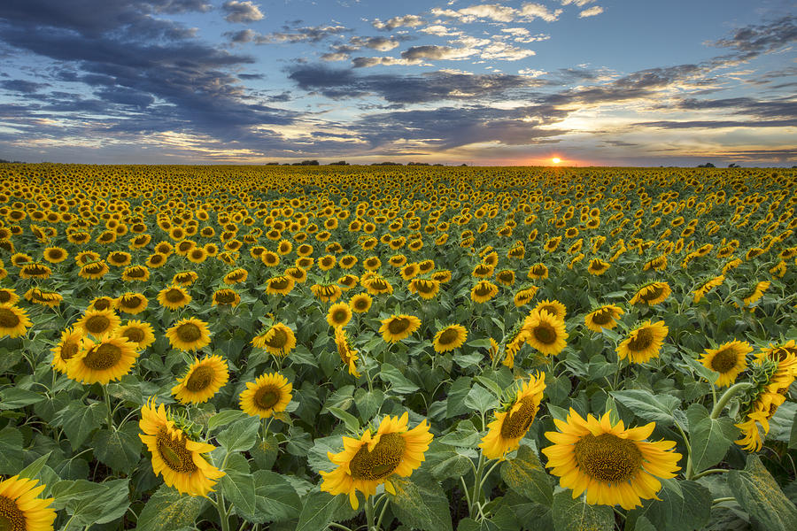 Sunflower Field at Sunset 1 - Texas Wildflower Images Photograph by Rob Greebon